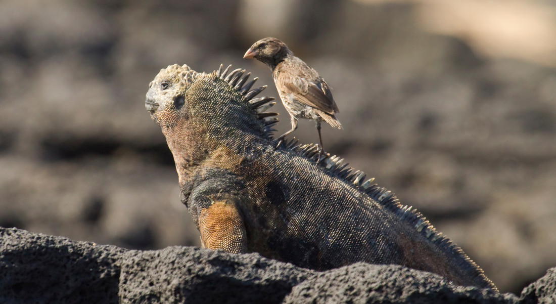 Een Darwinvink (de kleine grondvink) op de rug van een zeeleguaan.
