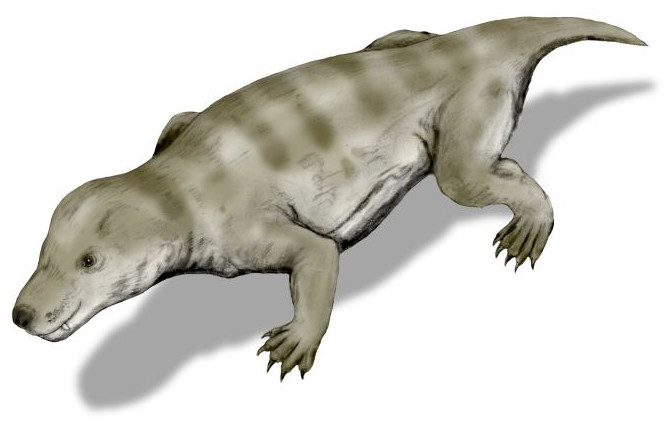 Thrinaxodon was ook een cynodont