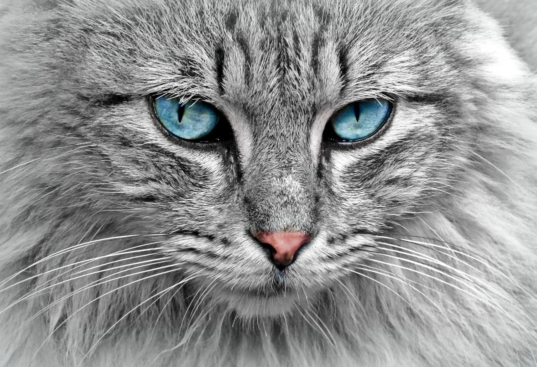 De verticale pupillen van een kat. 