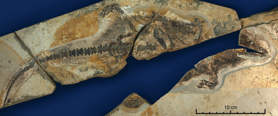 Fossiel van Castorocauda lutrasimilis
