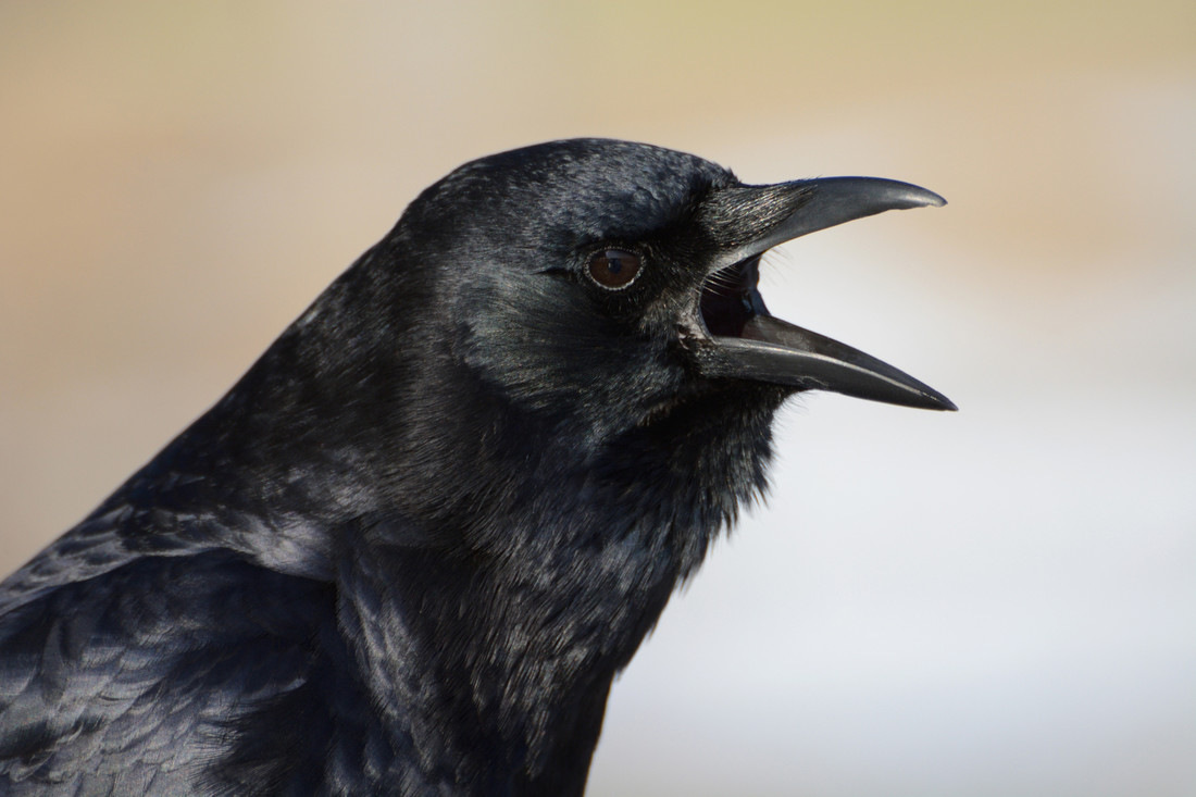 Wat vogels elkaar toeroepen