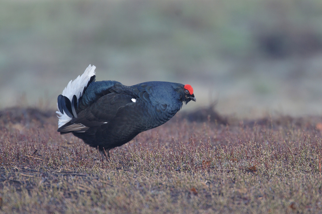 Over de heide gaat de korhoen op zoek naar een sappige insect of bes. Soms eet hij ook een taaie dennennaald.