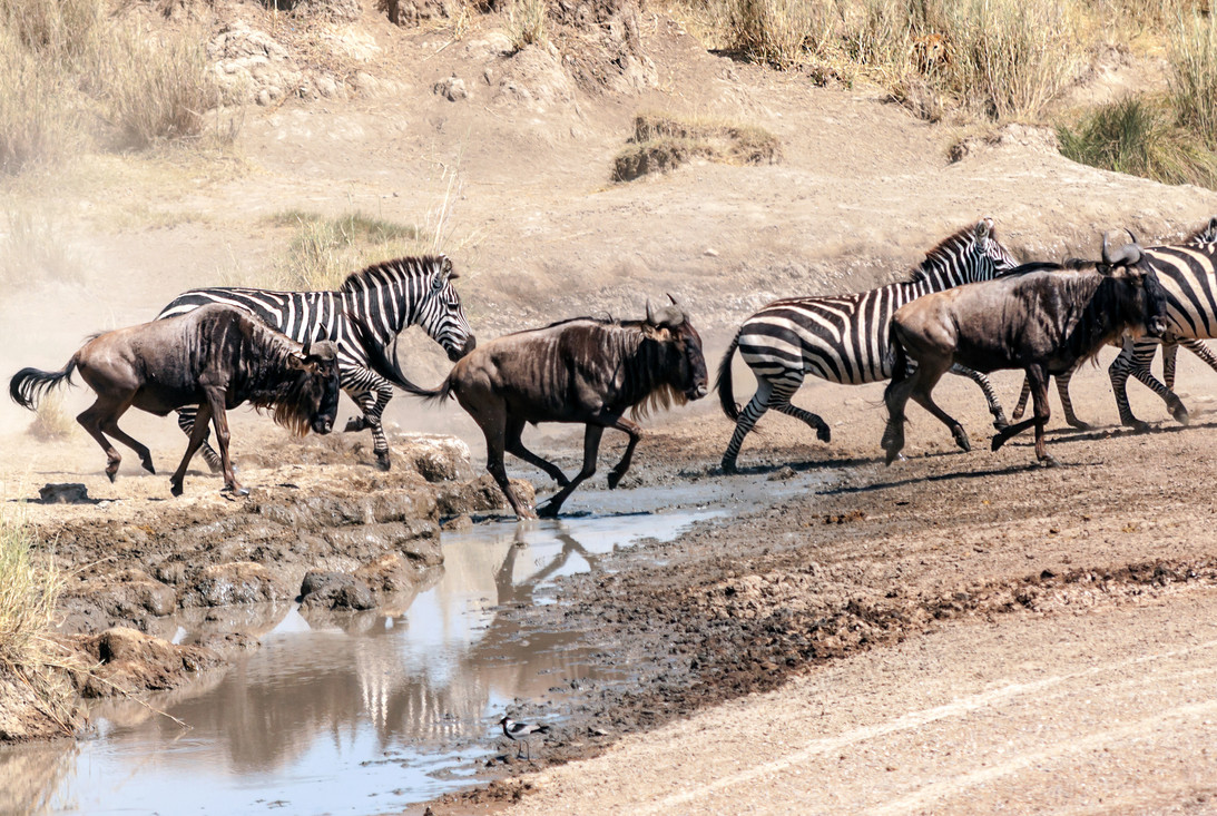 Gnoes en zebra’s zijn allebei hoefdieren, net als bijna alle andere grote planteneters.