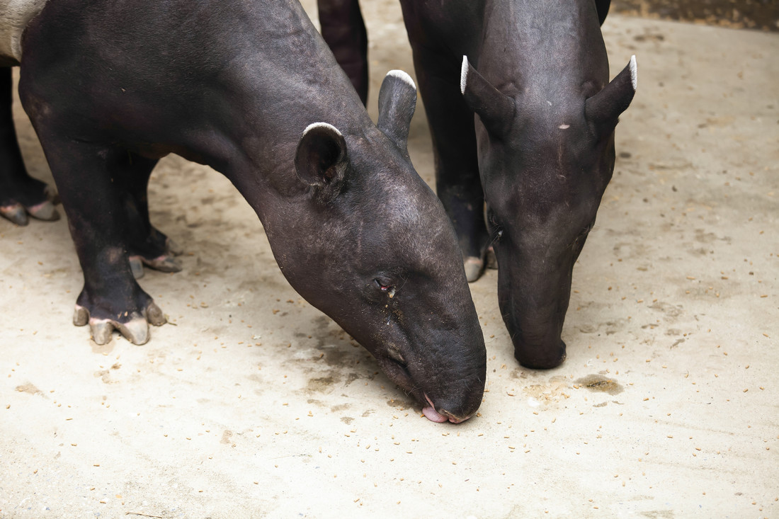 Twee tapirs. Aan hun achterpoot zitten drie hoeven, maar aan hun voorpoot zit een een vierde hoefje. Ze horen toch bij de onevenhoevigen.