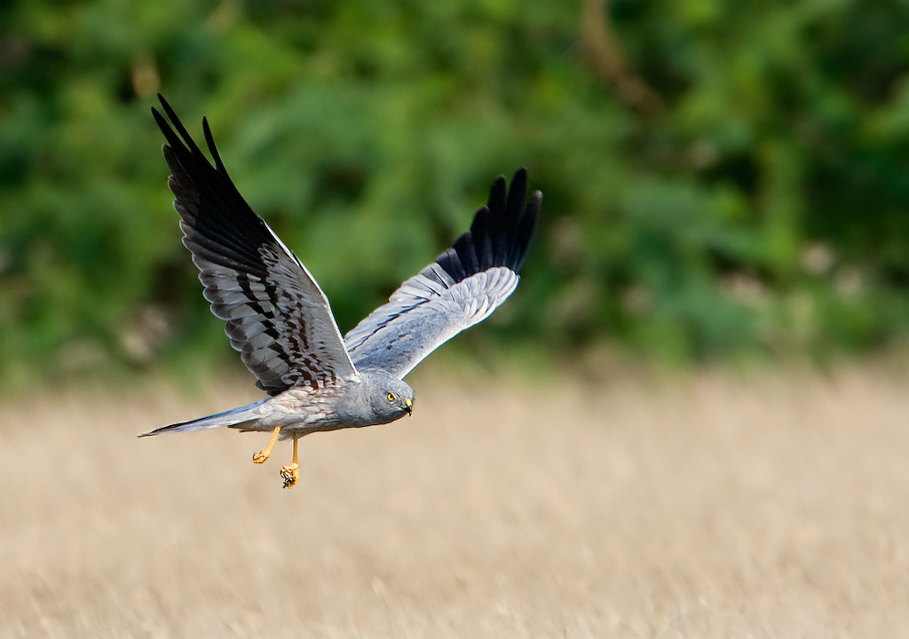 De grauwe kiekendief zweeft boven de weilanden op zoek naar een smakelijke veldmuis.