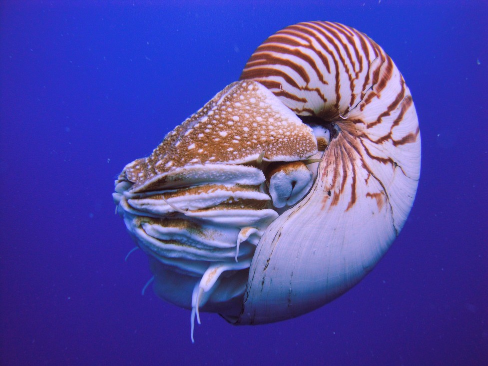 Nautilussen zijn inktvissen met een schelp.