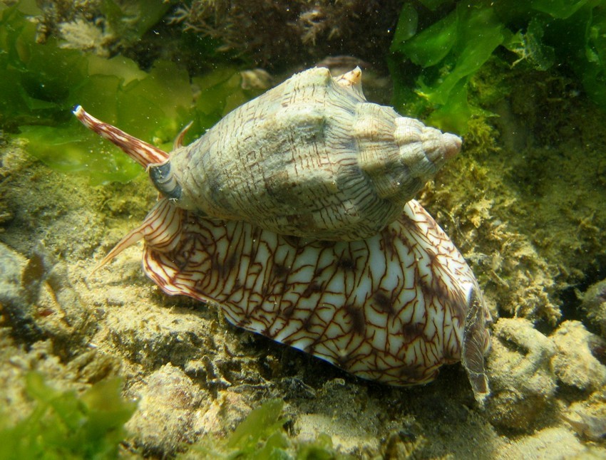 De zeeslak: Voluta ebraea, ook te zien in Naturalis