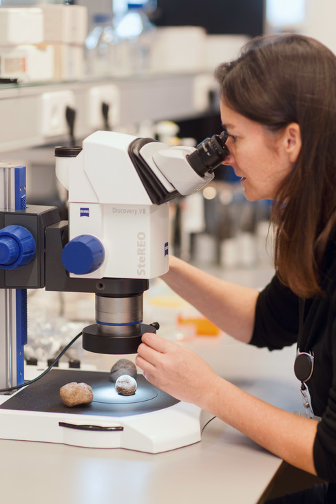 Barbara bekijkt fossiele drollen onder de microscoop. 