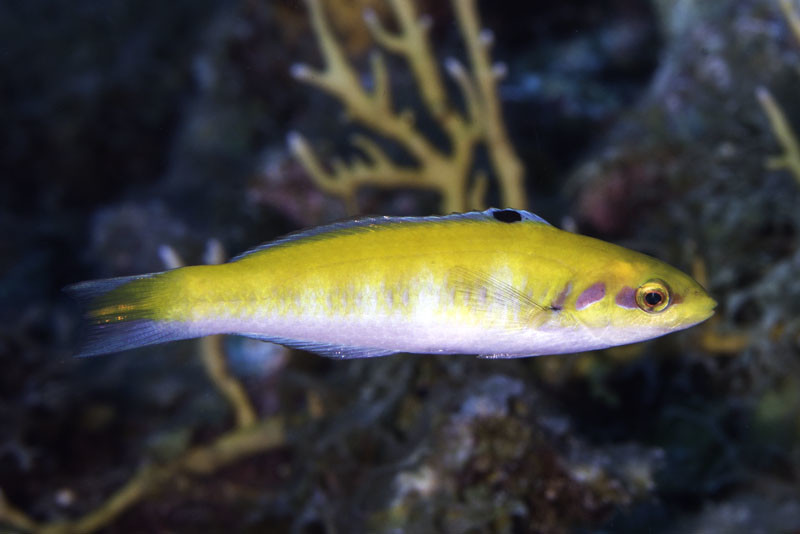 Vrouwtjes en jonge mannetjes van de lipvis Thalassoma bifasciatum zijn geel-wit (foto 1). Grote mannetjes zien er heel anders uit (foto 2).