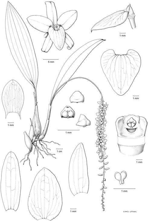 Esmée haar lijntekening van de orchidee Dendrochilum hampelii, getekend voor Barbara Gravendeel