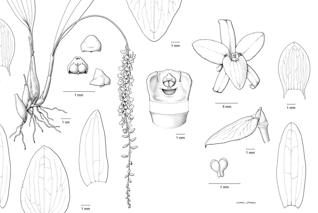 Lijntekening van Dendrochilum hampelii