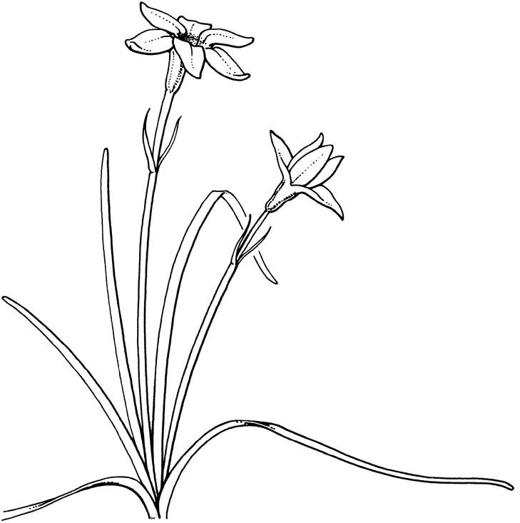 Lijntekening van oude wijfjes (Ipheion uniflorum), getekend voor Leni Duistermaat voor in de Heukels' Flora.