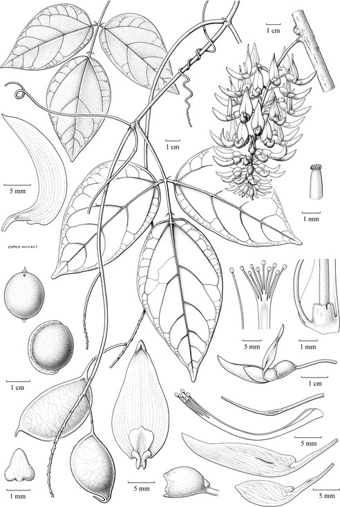Wetenschappelijke illustratie van Strongylodon lucidus, zustersoort van de jadebloem, getekend voor Frits Adema.