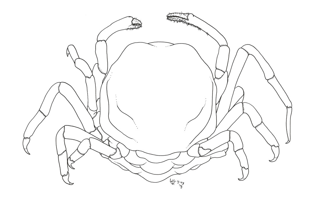 Tekening van Amusiotheres obtusidentatus door Werner de Gier. 