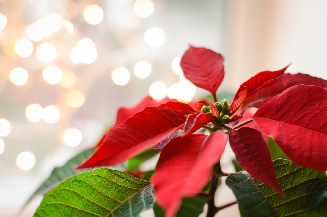 De schijnbloem van de kerstster, zie jij de echte bloempjes zitten?