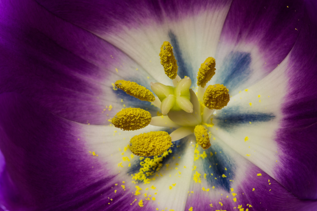 Eén stamper en zeven meeldraden in een tulp.