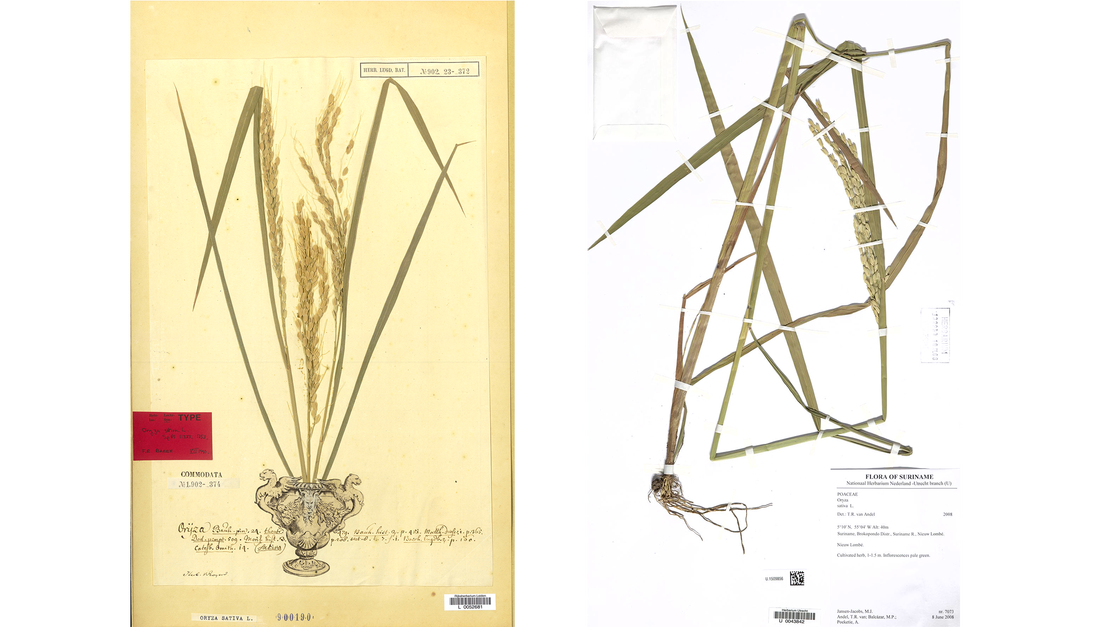 Oud vs recent herbarium