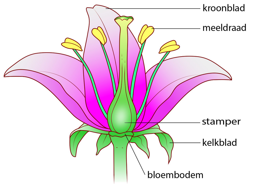 Het bouwplan van een bloem met kroonbladen, meeldraden, een stamper en kelkbladen op de bloembodem.