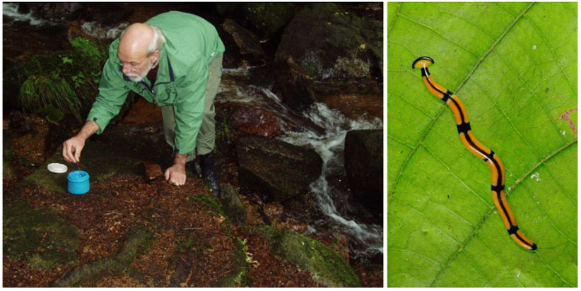 Om platwormen te kunnen onderzoeken moet Ronald Sluys de natuur in om de dieren te verzamelen (links). Hij onderzoekt platwormen uit de Tricladida groep (rechts).