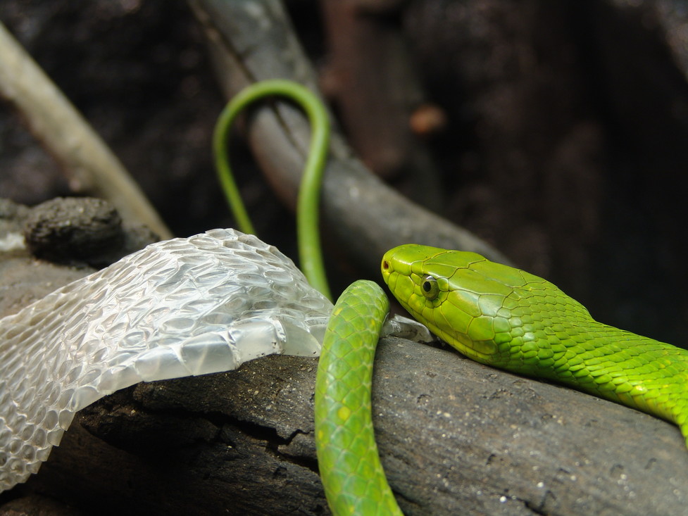 Groene mamba