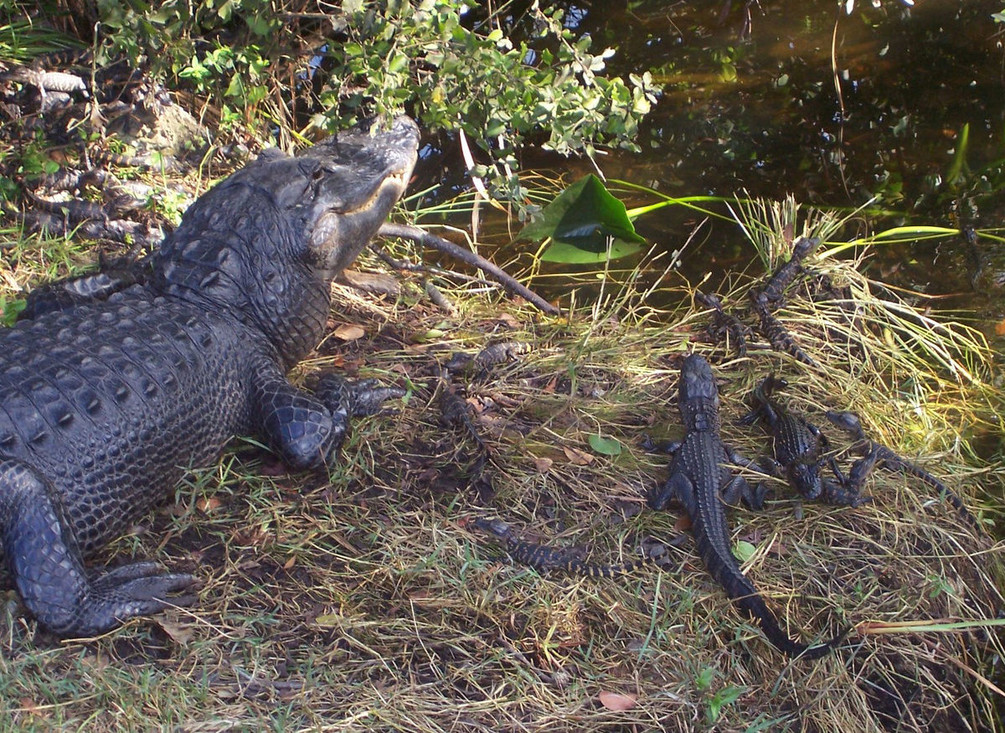 Alligator nest