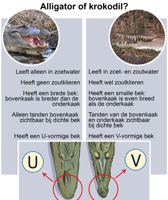 Wat Is Nu Precies Het Verschil Tussen Een Krokodil En Een Alligator ...