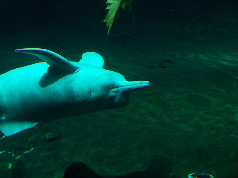 Orinocodolfijnen zwemmen vaak ondersteboven.