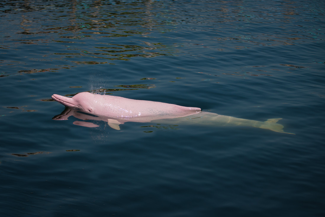 Deze Orinocodolfijn heeft een duidelijk roze kleur.