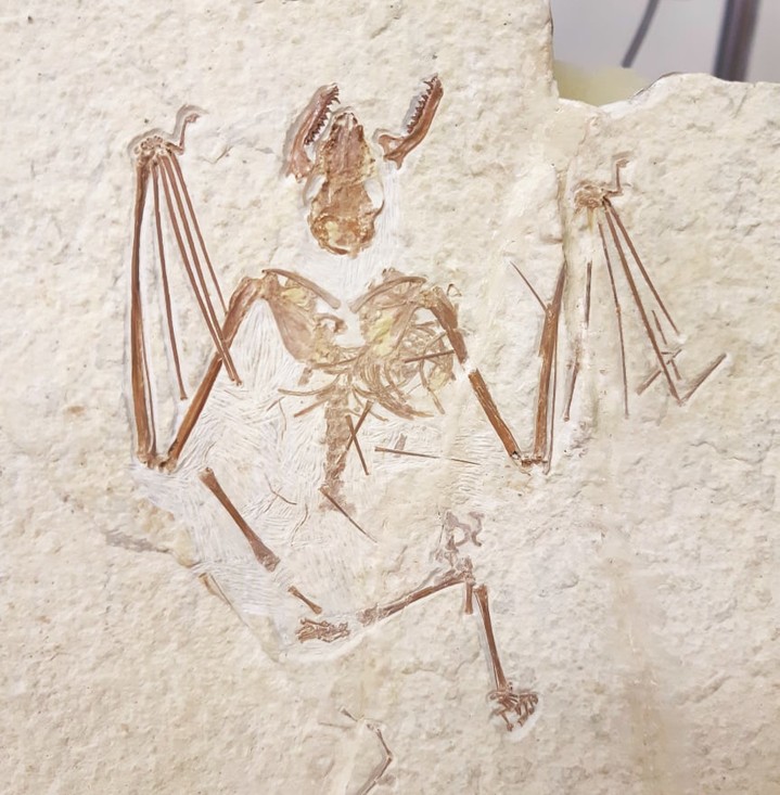 Een zeldzaam fossiel van een vleermuis uit Noord-Amerika. 