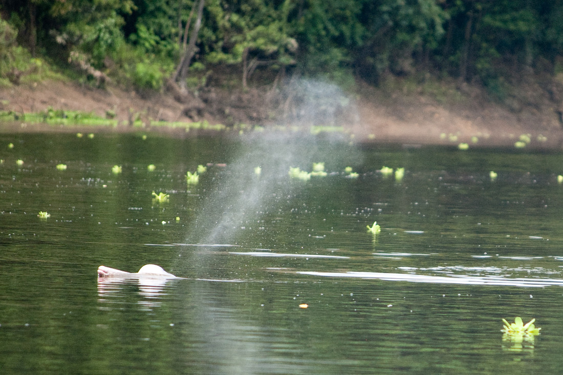 Orinocodolfijn aan het wateroppervlak.