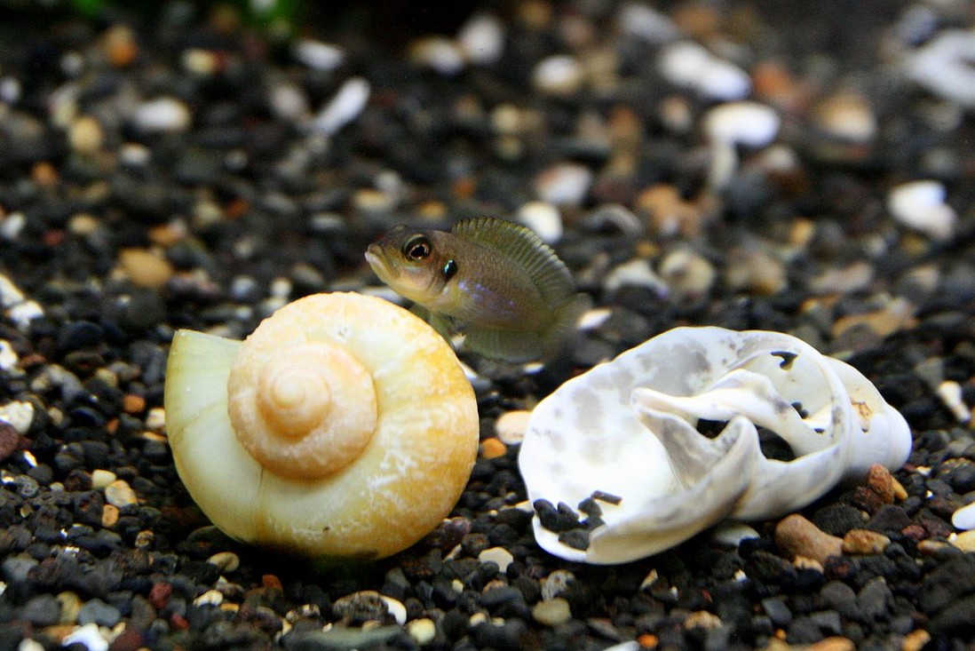 Vrouwtje van de slakkenhuiscichlide (Lamprologus ocellatus)