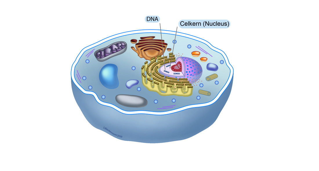 Het DNA in dierlijke cellen zit goed verpakt in de celkern. Cellen zijn vaak al duizenden keren kleiner dan een druif. Hoe klein is het DNA dan denk je?