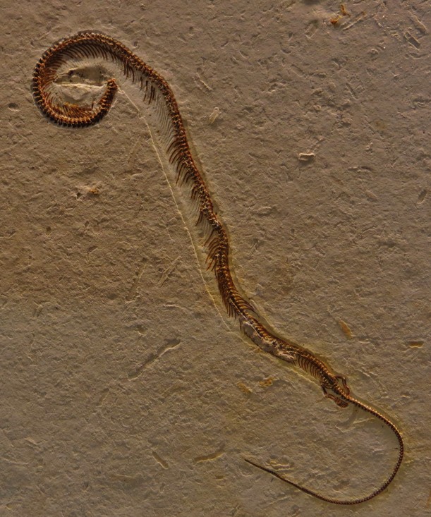 Fossiel reptiel Tetrapodophis amplectus