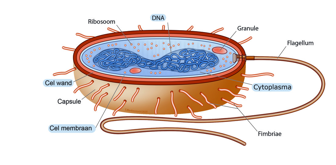 Prokaryotische cel: schematische weergave van een bacteriële cel. De in de tekst genoemde onderdelen zijn gemarkeerd. 