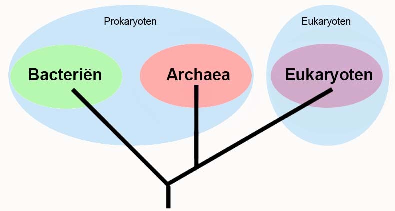 De drie domeinen, bacteriën, archaea en eukaryoten, weergegeven in een stamboom. Het celtype, prokaryoot of eukaryoot, is aangegeven rondom de domeinen. 