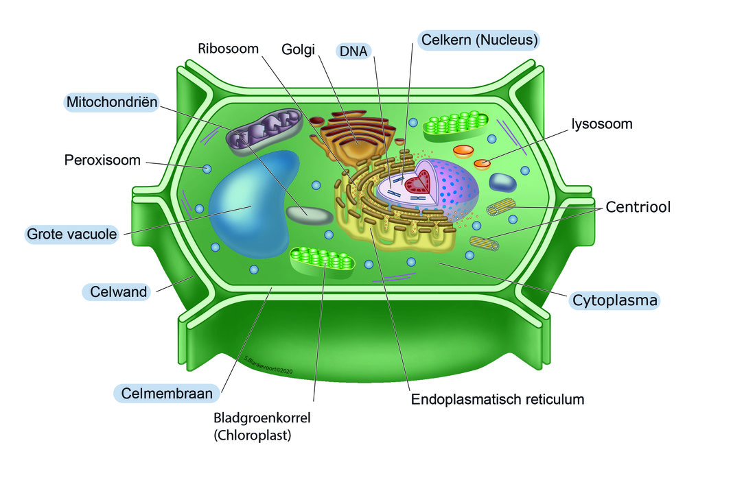 Eukaryotische cel: schematische weergave van een plantencel. De in de tekst genoemde onderdelen zijn gemarkeerd. Een cel is altijd complexer, sommige andere onderdelen zijn ook in de tekening aangegeven. 