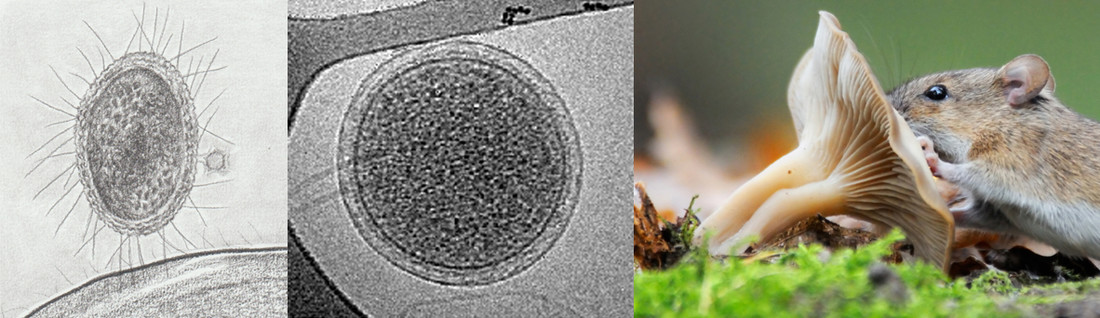 Van links naar rechts de drie domeinen: bacteriën, archaea en eukaryoten (schimmel, plant en dier).