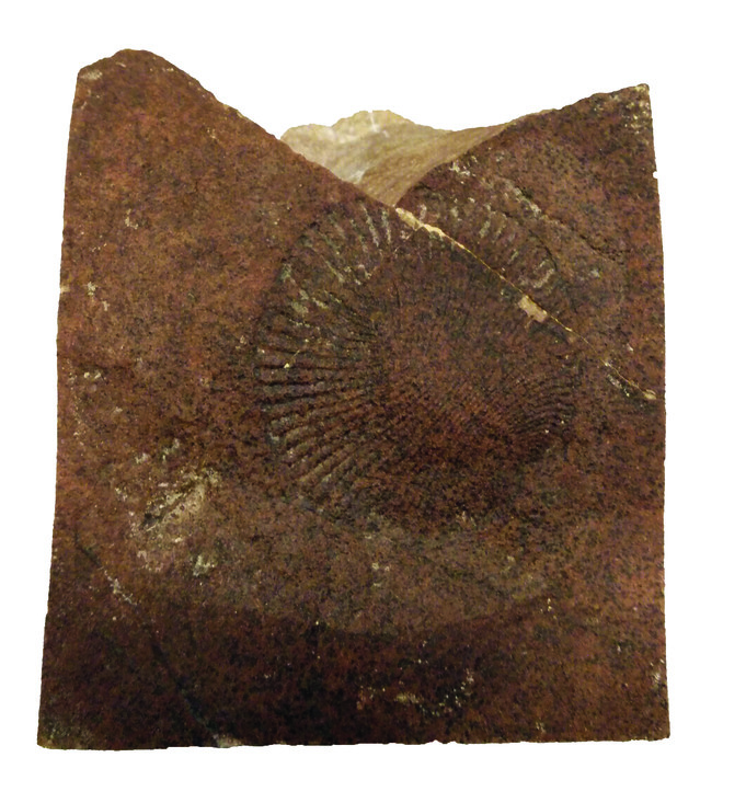 Ediacara fossiel (Dickinsonia) uit de collectie van Naturalis 