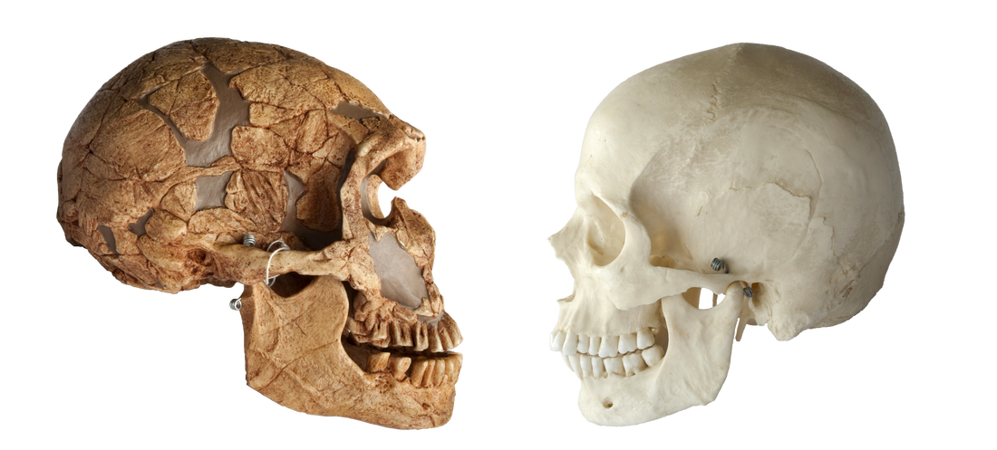 Homo neanderthalensis vs Homo sapiens