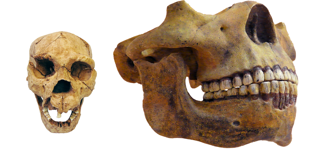 Homo heidelbergensis gebit