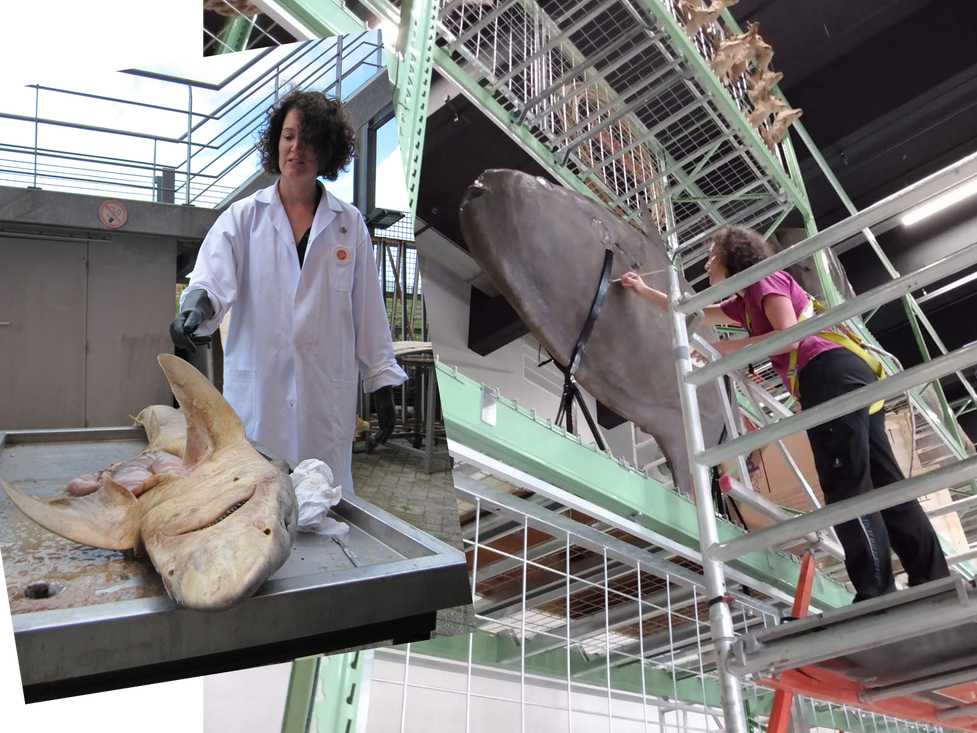 Becky prepareert buiten een haai en in de zaal LiveScience werkt zij op hoogte aan de maanvis.