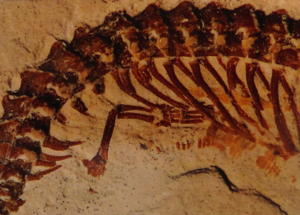 Voorpoten fossiel Tetrapodophis amplectus