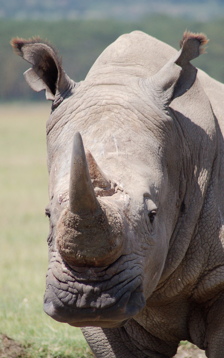 Jonge breedlipneushoorn met brede lippen waar hij het gras mee kan plukken.