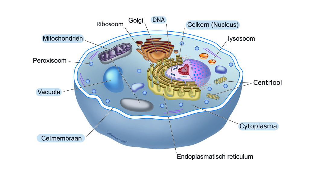 Eukaryotische cel: schematische weergave van een dierlijke cel. De in de tekst genoemde onderdelen zijn gemarkeerd. 