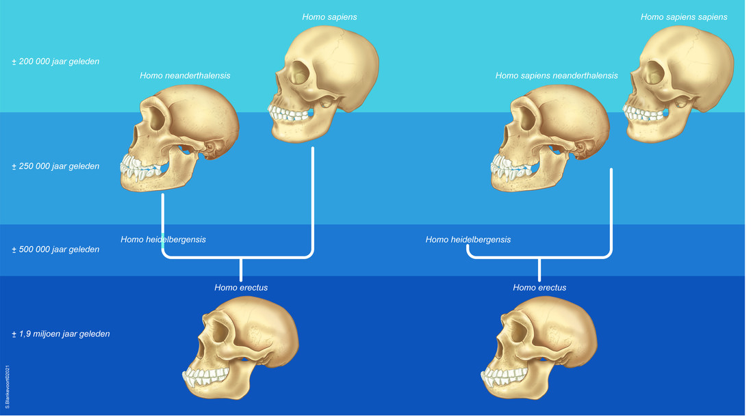 Zit de neanderthaler op een eigen tak (links), of is het een ondersoort van Homo sapiens (rechts)?