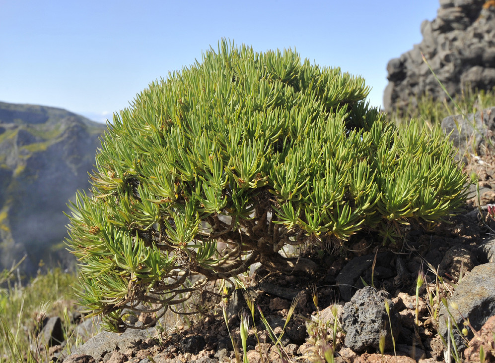 Wereldwijd komen verschillende soorten weegbree voor, deze groeit zelfs als een klein struikje zoals hier op Madeira.