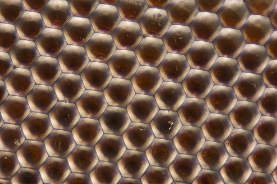 Een ingezoomde foto van het oog van krill. Hoe denk jij dat zo’n beestje de wereld ziet?