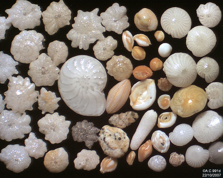 Foraminiferen bekeken onder een microscoop.