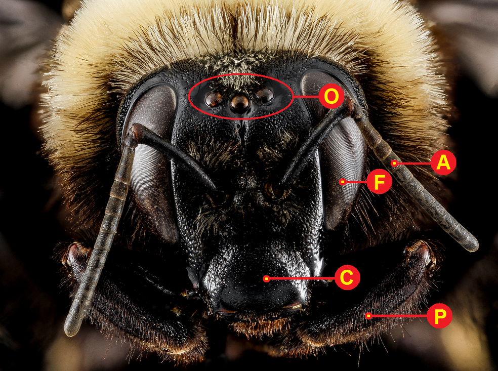 Een hommelkop van dichtbij. O: ocelli-ogen, F: facetogen, A: antennes, C: insectensnuit (clypeus), P: voelorgaan (palp).