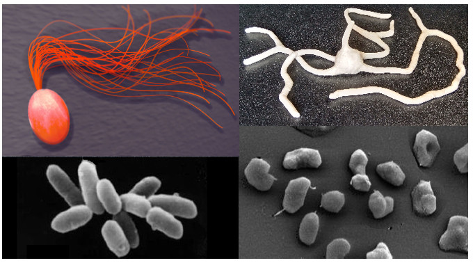 Archaea hebben verschillende vormen, hier zijn deze te zien onder een microscoop